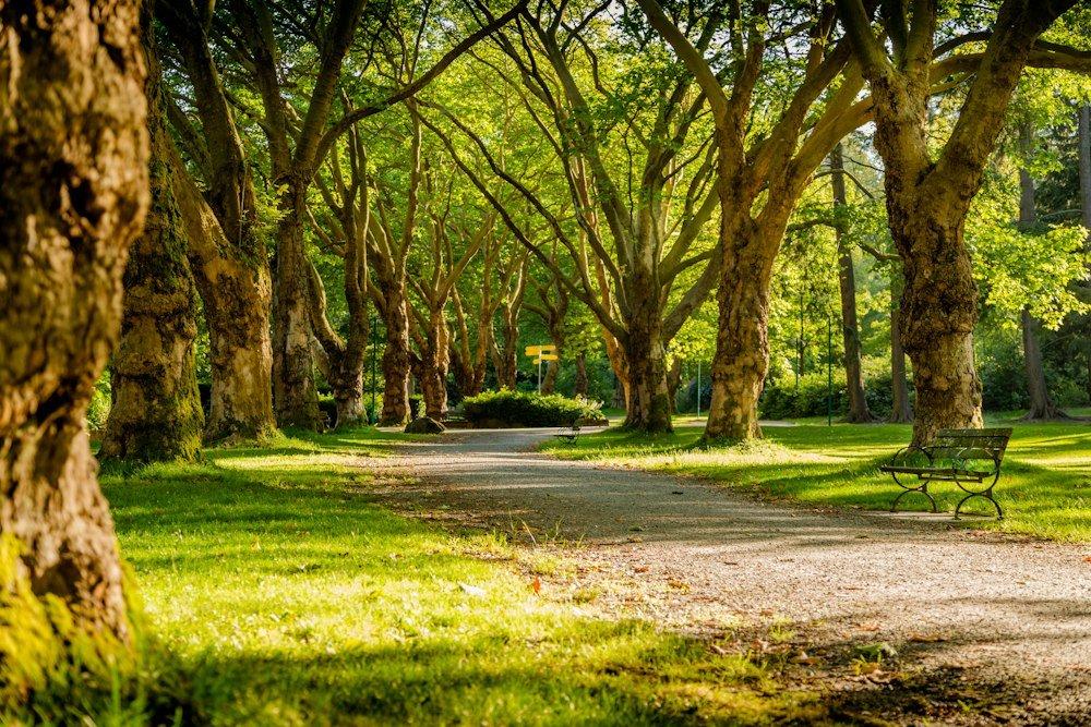 A leafy park path for outdoor community experiences