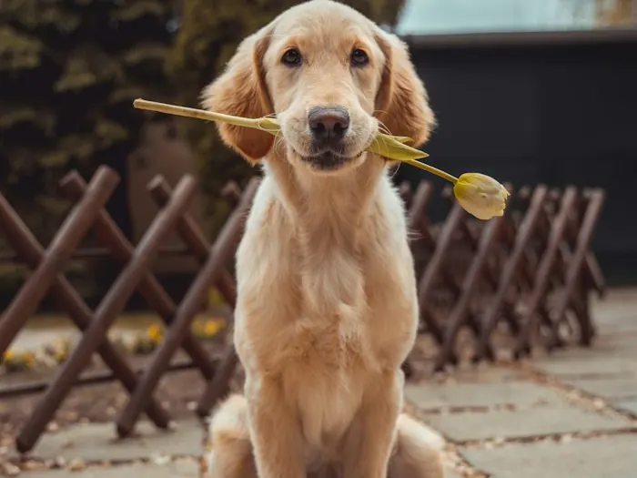 Friendly dog