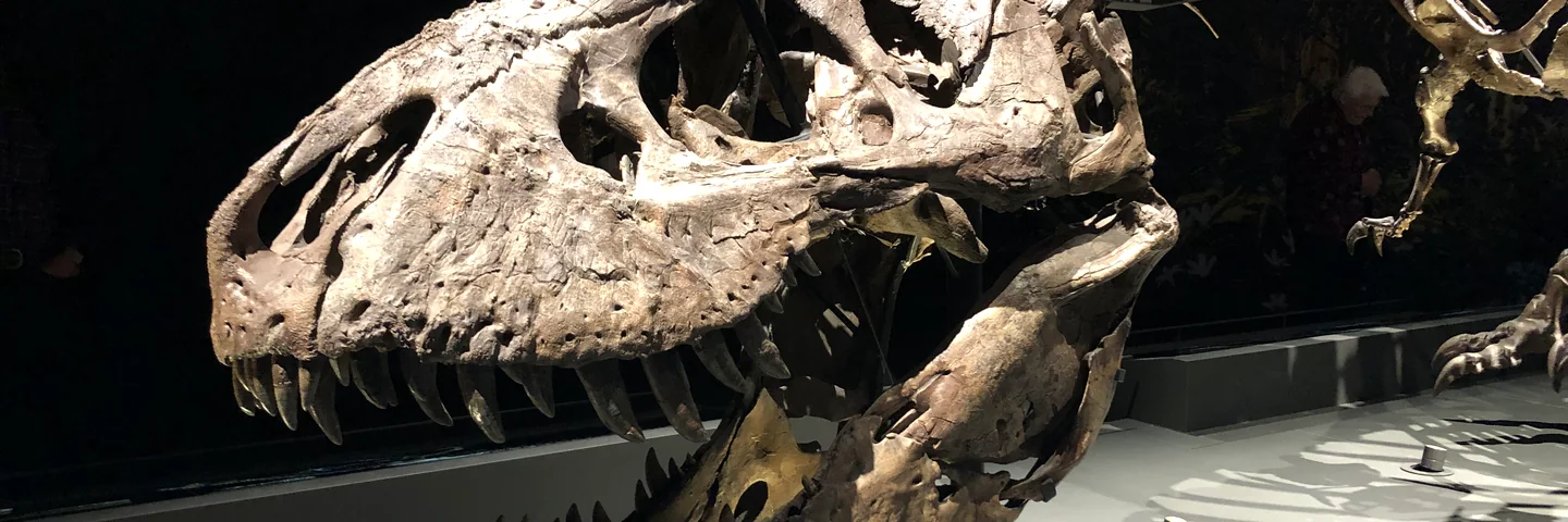 A Tyrannosaurus rex skeleton on display at Naturalis museum, Leiden