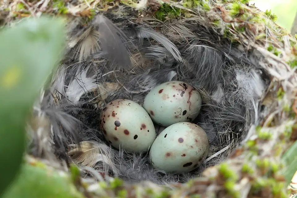 Photo: Bird-nest-with-eggs-Sitia-Crete
